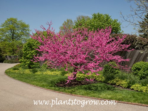 Appalachian Red (Cercis canadensis )
Micheal Dirr describes this color as 